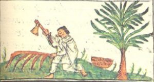Recetario medicinal azteca